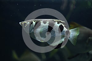 Banded archerfish (Toxotes jaculatrix)