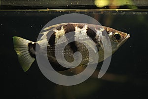 Banded archerfish (Toxotes jaculatrix)