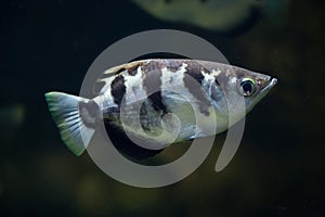 Banded archerfish (Toxotes jaculatrix).