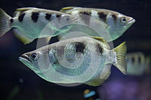 Banded archerfish Toxotes jaculatrix