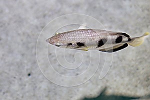 Banded archerfish or Toxotes jaculatrix is brackish water fish of perciform