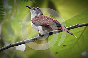 A banded bay cuckoo looking at the camera, Cocomantis sonneratii, Family Cuculidae photo