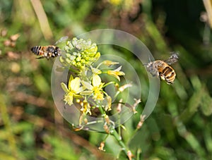 Banded bee approaches honey bee