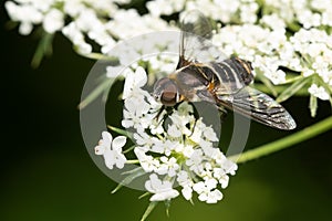 Banded Bee Fly - Genus Villa