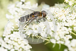Banded Bee Fly - Genus Villa