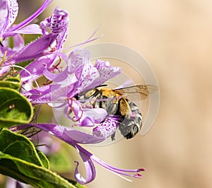 Banded bee in purple flower
