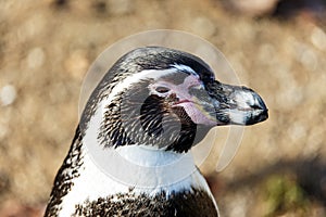 Banded black and white Humbolt penguin photo