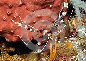 Banded Boxer Shrimp