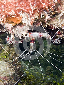 Banded boxer shrimp photo