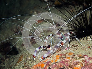 Banded Boxer Shrimp - Stenopus Hispidus