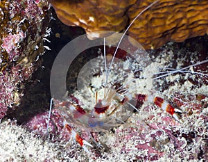 Banded Boxing Shrimp