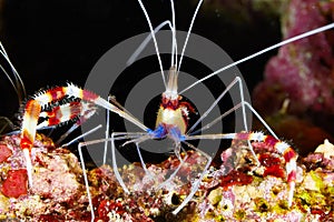 Banded Boxing Shrimp