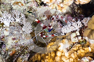 Banded Boxing Shrimp at night