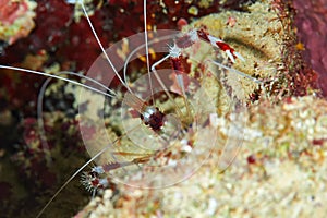 Banded Boxing Shrimp