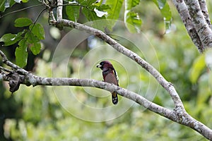 Banded Broadbill Eurylaimus javanicus perch on tree