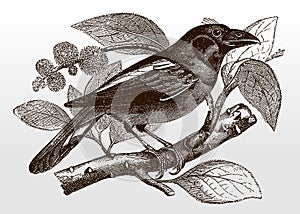 Banded broadbill, eurylaimus javanicus in side view sitting on a branch