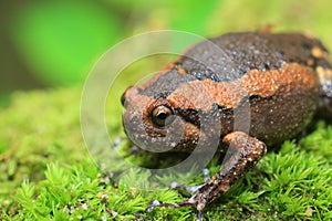 Banded bullfrog