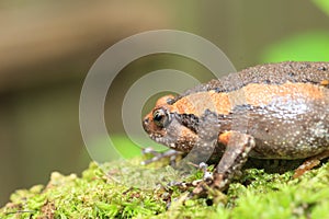 Banded bullfrog