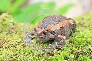 Banded bullfrog
