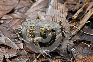 Banded bullfrog or Asian narrowmouth toads