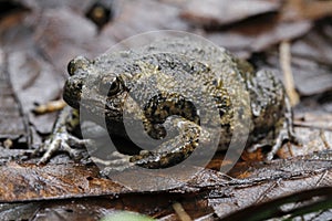 Banded bullfrog or Asian narrowmouth toads