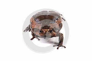 Banded bullfrog (Kaloula pulchra) closeup face on white background