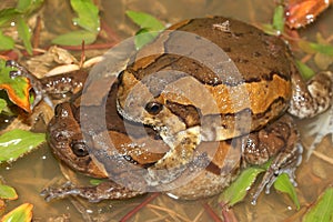 The banded bullfrog (Kaloula pulchra) couple in amplexus in natural habitat photo