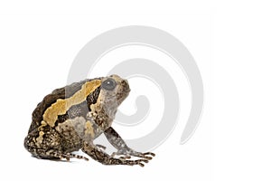 Banded bullfrog on white background