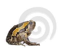 Banded bullfrog on white background photo