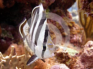 Banded Butterfly Fish photo