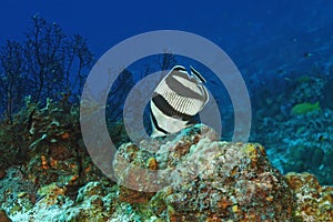 Banded Butterflyfish