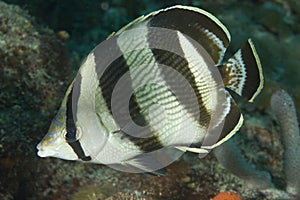 Banded Butterflyfish