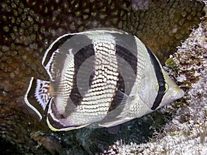Banded butterflyfish,Chaetodon striatus