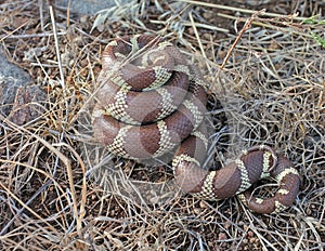 Banded California Kingsnake Lampropeltis californiae tightly coiled