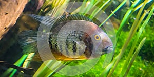 Banded cichlid, popular tropical aqaurium pet from the orinoco river of south america