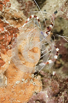 Banded Cleaner Shrimp