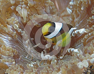 Banded Clownfish