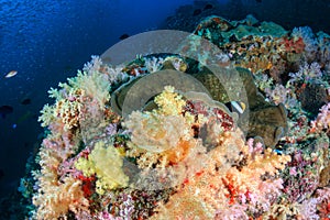 Banded Clownfish on a tropical coral reef