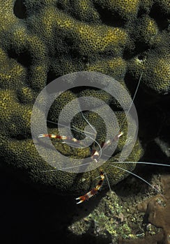 Banded Coral Cleaner Shrimp - Night Hunting