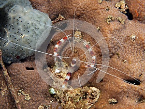 Banded Coral Shrimp