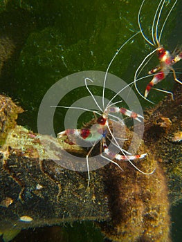 Banded Coral Shrimp