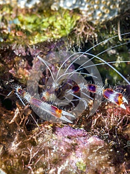 Banded coral shrimp and banded cleaner shrimp