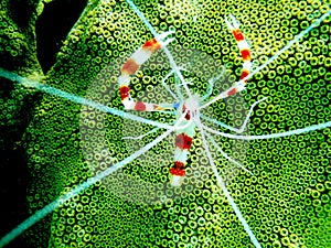 Banded coral shrimp in Bonaire photo