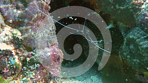 Banded Coral Shrimp Or Boxer Shrimp Or Cleaner Shrimp Macro Close Up Phillipines