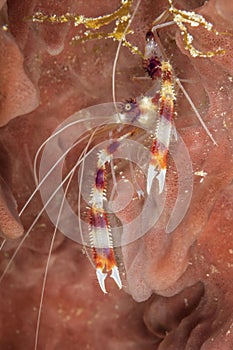 Banded Coral Shrimp hiding in a sponge - Cozumel