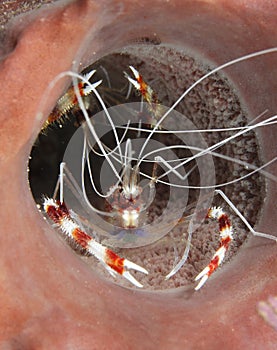 Banded coral shrimp, roatan,honduras striped prawn