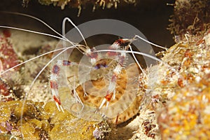 Banded coral shrimp,roatan,honduras striped prawn