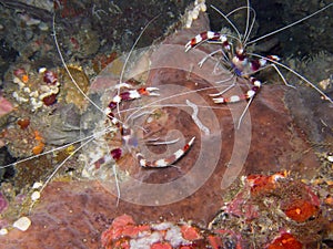 Banded Coral Shrimp1