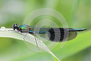Banded damsel fly