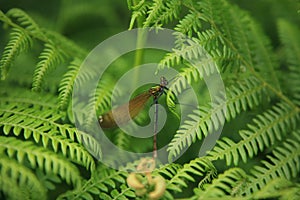 Banded damselle female .